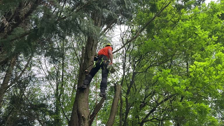 Why Choose Our Tree Removal Services in Monroeville, AL?